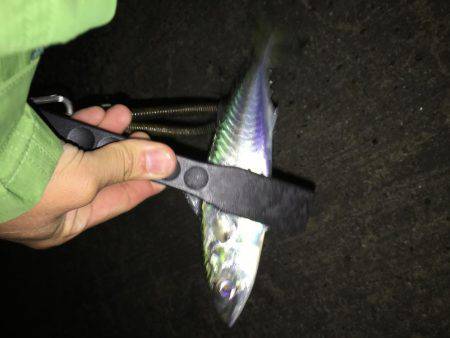 ジャンボアジを求めて