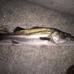 年末マイワシパターン炸裂