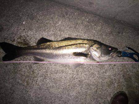 年末マイワシパターン炸裂