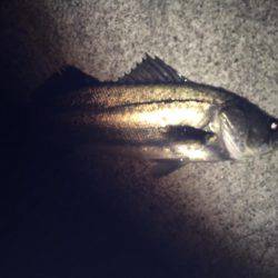 シーバス釣り納め