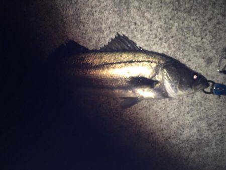 シーバス釣り納め