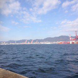 タチウオのみー