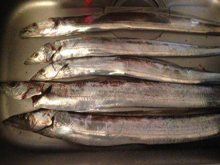 タチのみファイブ