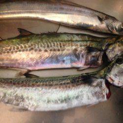 タチいちサゴに