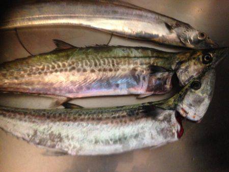 タチいちサゴに