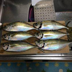 ハゲはダメでしたがー！