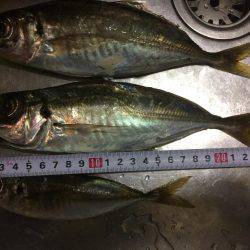 今日はかなりの劇渋