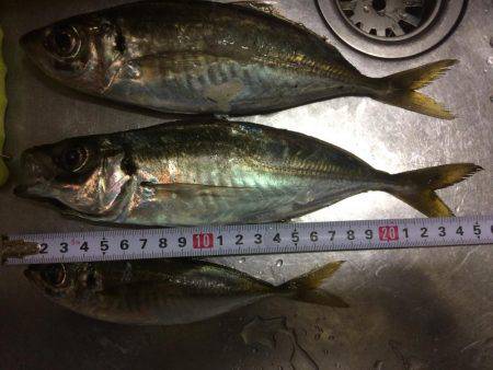 今日はかなりの劇渋