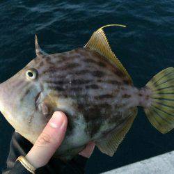 ホゲリンピック(笑)