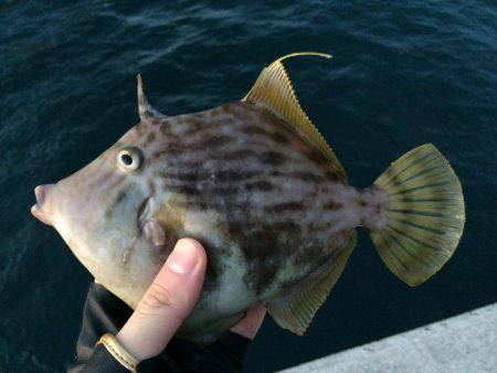 ホゲリンピック(笑)