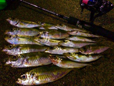 初心者アジング