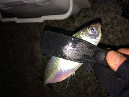 アオリイカ不発のちタチウオ、アジ