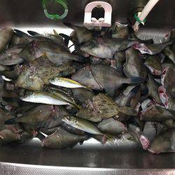 内浦湾でマイボートでハゲ釣り