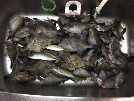 内浦湾でマイボートでハゲ釣り