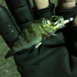 釣り納め？釣行