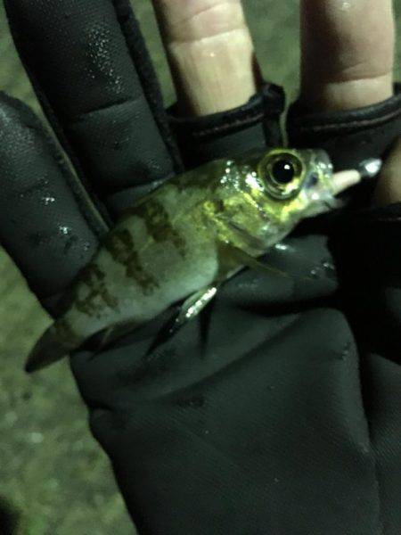 釣り納め？釣行