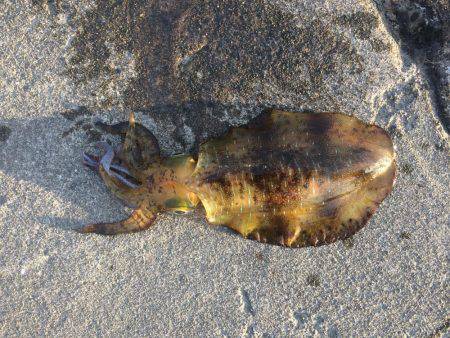 今年ラスト釣行