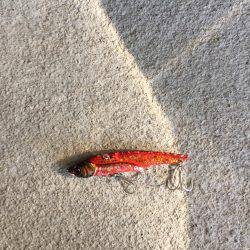 タチウオまだ居ました！