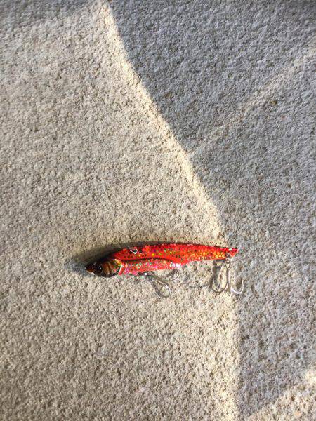 タチウオまだ居ました！