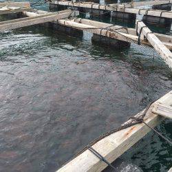 アオリイカの仕掛けなのに