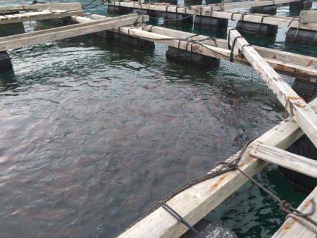 アオリイカの仕掛けなのに