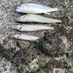 キス、イシモチ、カワハギ