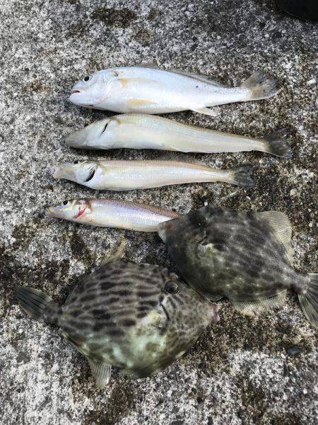 キス、イシモチ、カワハギ