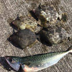 サバ、カワハギ