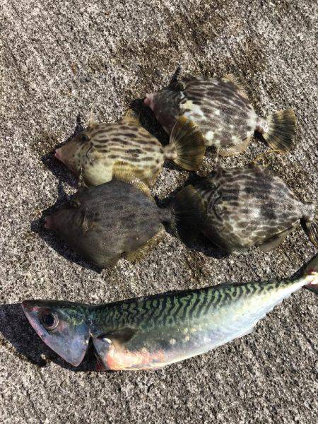 サバ、カワハギ