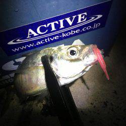 オールナイトアジング