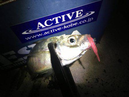 オールナイトアジング