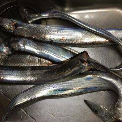 今宵も太刀魚調査(^^)