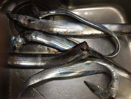 今宵も太刀魚調査(^^)