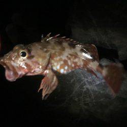 昨日は釣れてたパターン