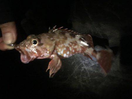 昨日は釣れてたパターン