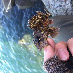 ロックフィッシュ