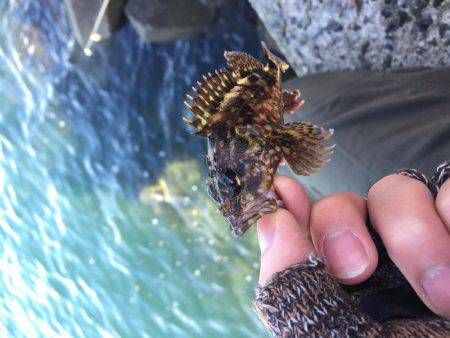 ロックフィッシュ