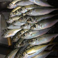 アジングとエギング