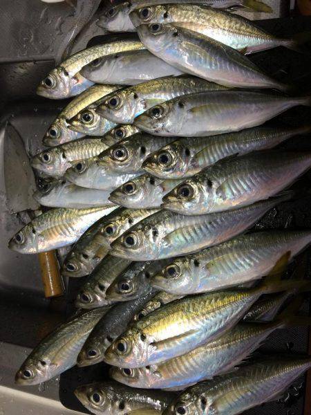 アジングとエギング