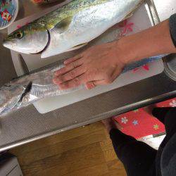 今年初のハマチ