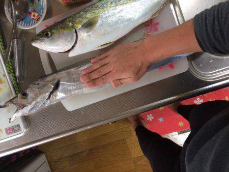 今年初のハマチ