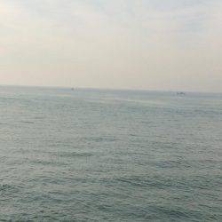 太刀魚は底にいるよー