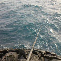 潮岬でグレ釣り