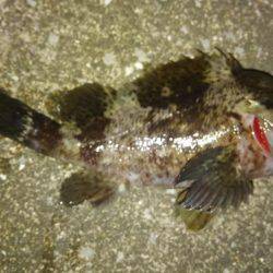 いい釣り納めになりました♪