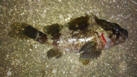 いい釣り納めになりました♪