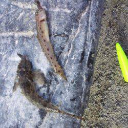 まだキスいました