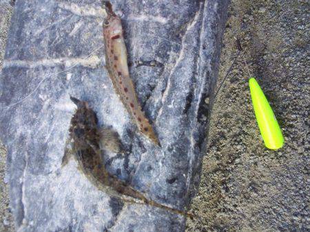 まだキスいました