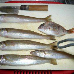 6回目の東二見落ちギス釣行は撃沈