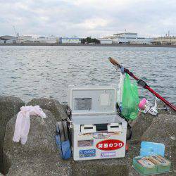 二見人工島で落ちギス爆釣