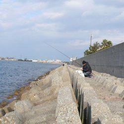 まだ釣れる二見人工島のキス